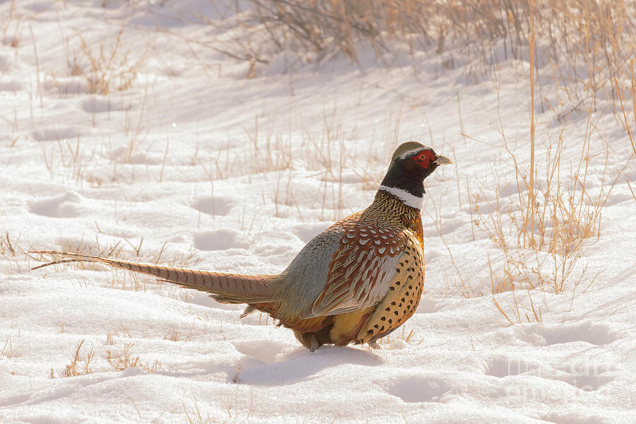 Ring-necked Pheasant Photograph by Priscilla Burgers