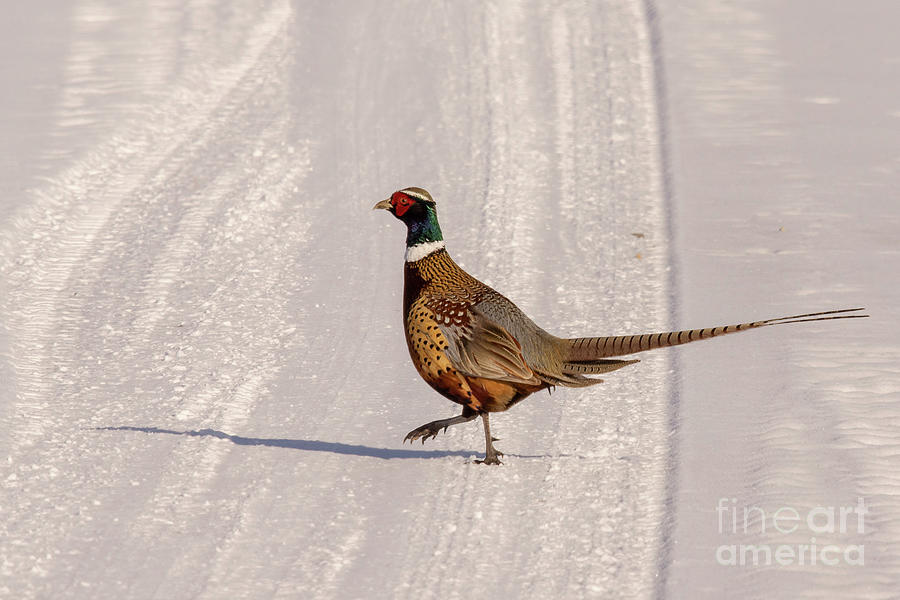 Ring-necked Pheasant Walking Photograph by Priscilla Burgers