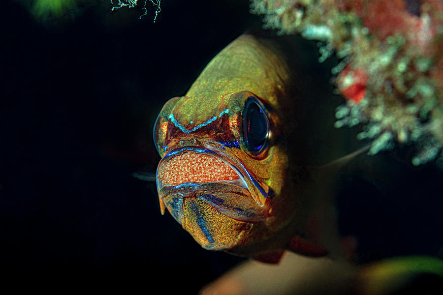 Ring-tailed Cardinalfish Apogon Aureus Photograph by Bruce Shafer