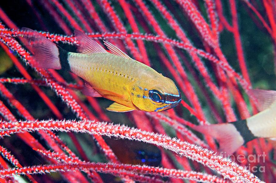 Ring-tailed Cardinalfish Photograph by Georgette Douwma/science Photo Library