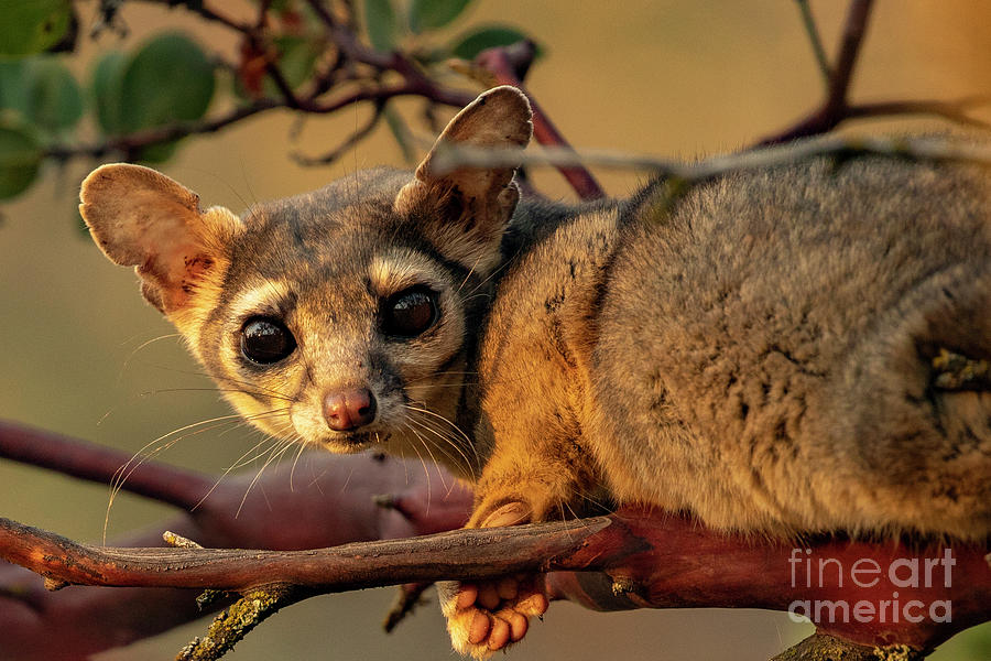 Ringtail Cats In California