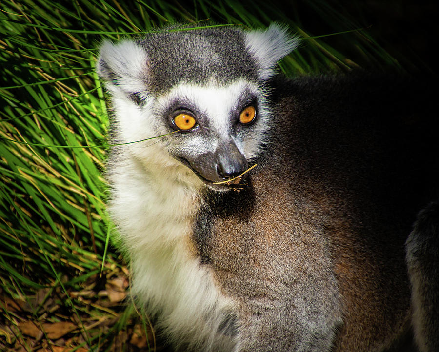 Ring-Tailed Lemur  Photograph by Donald Pash