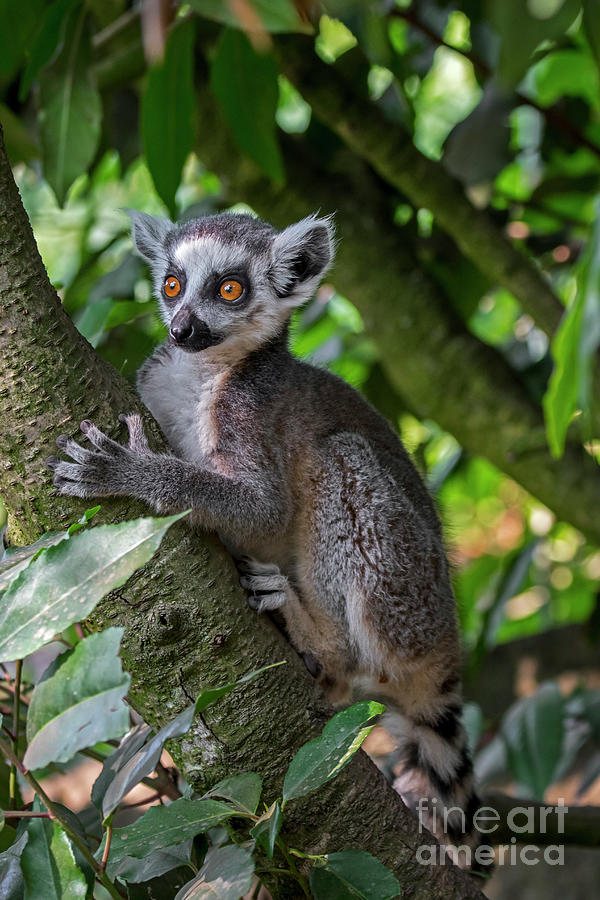 Ring-tailed Lemur in Tree Photograph by Arterra Picture Library