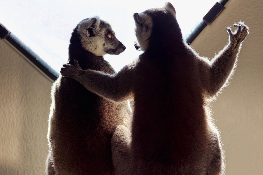 Animal Photograph - Ring-tailed Lemur by Kleingordon25