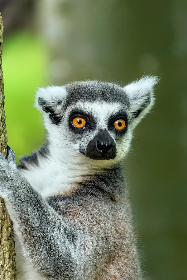 Ring tailed lemur Photograph by Kuni Photography