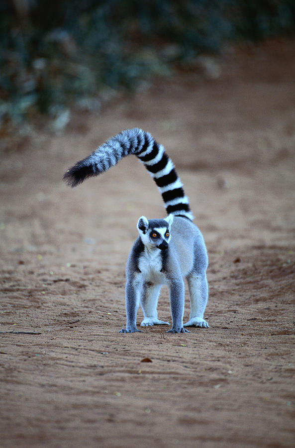 Ring-tailed Lemur Lemur Catta Photograph by Art Wolfe