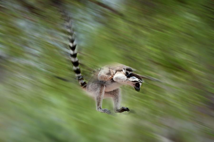 Ring Tailed Lemur Lemur Catta Leaping Photograph By Nick Garbutt Pixels 