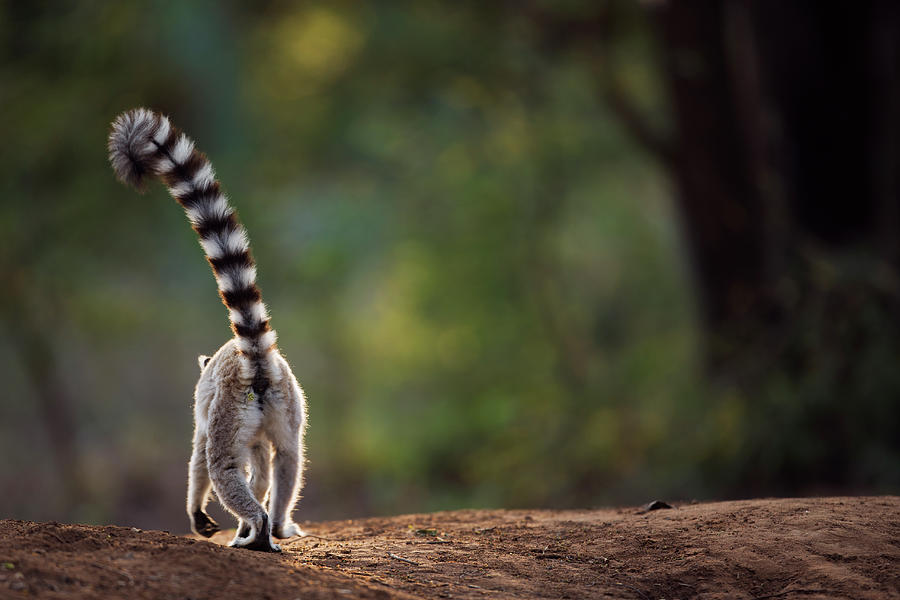 Ring-tailed Lemur Walking Away Rear View Photograph by Anup Shah