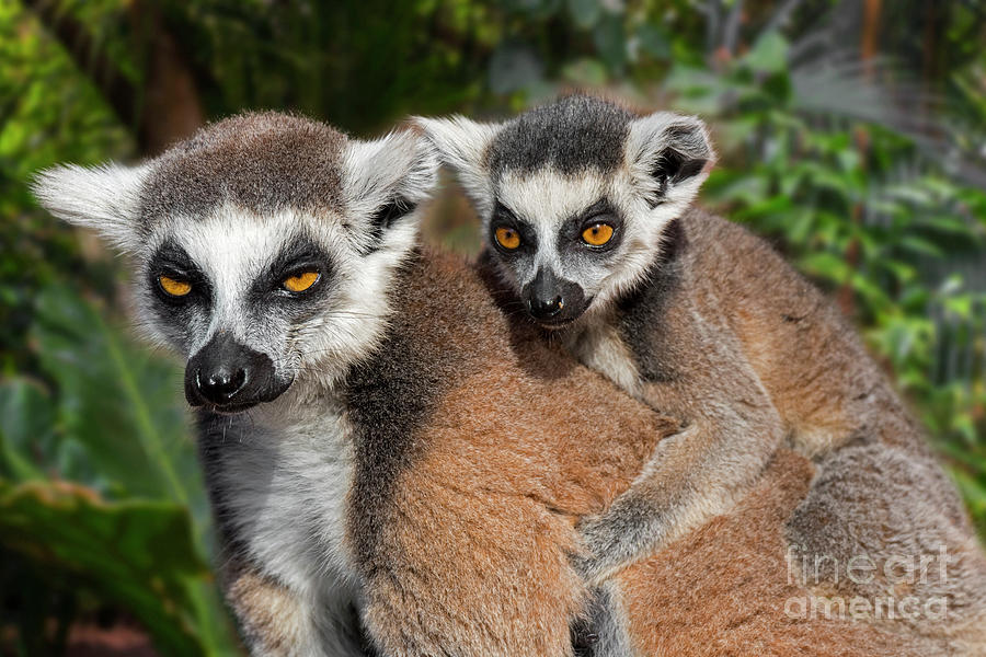 Ring-tailed Lemur with Young Photograph by Arterra Picture Library