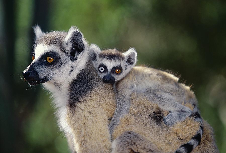 Ring-tailed Lemur With Young Photograph by Nhpa