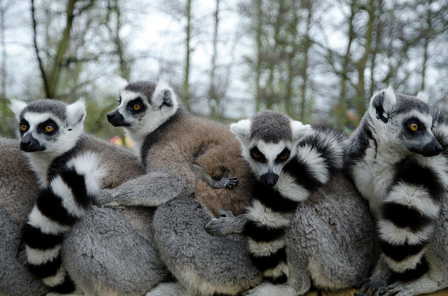 Ring Tailed Lemurs In Row Photograph by Photography Philip Appleyard