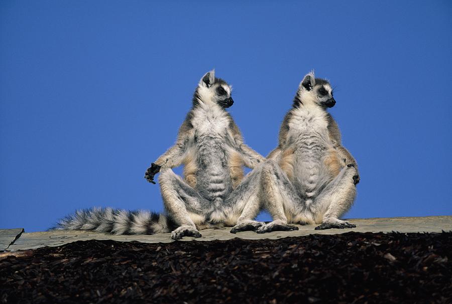 Ring-tailed Lemurs Photograph by Nhpa