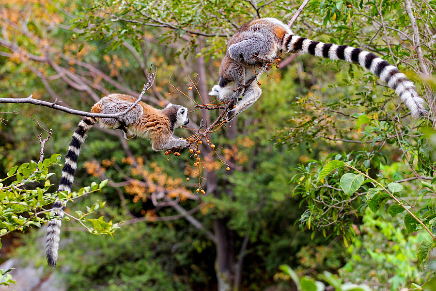 Wildlife Photograph - Ring-tailed Lemurs by Olivier Schram