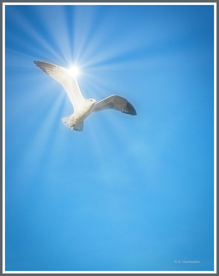 Ringbilled Seagull in Flight Photograph by A Macarthur Gurmankin