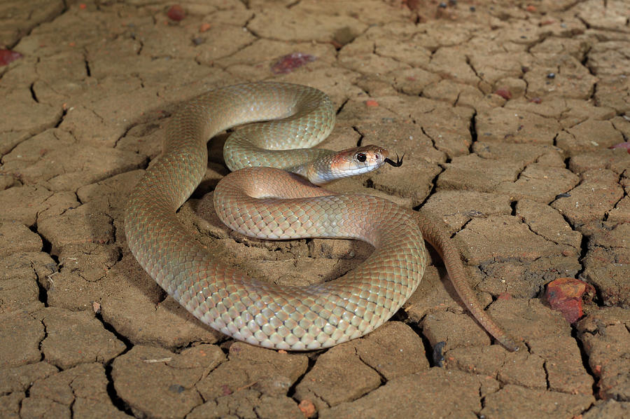 Wildlife Photograph - Ringed Brownsnake Male Tasting Air, Coiled On Cracked by Robert Valentic / Naturepl.com