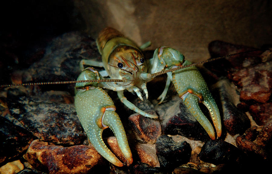 Ringed Crayfish, Orconectes Neglectus Photograph by Dante Fenolio