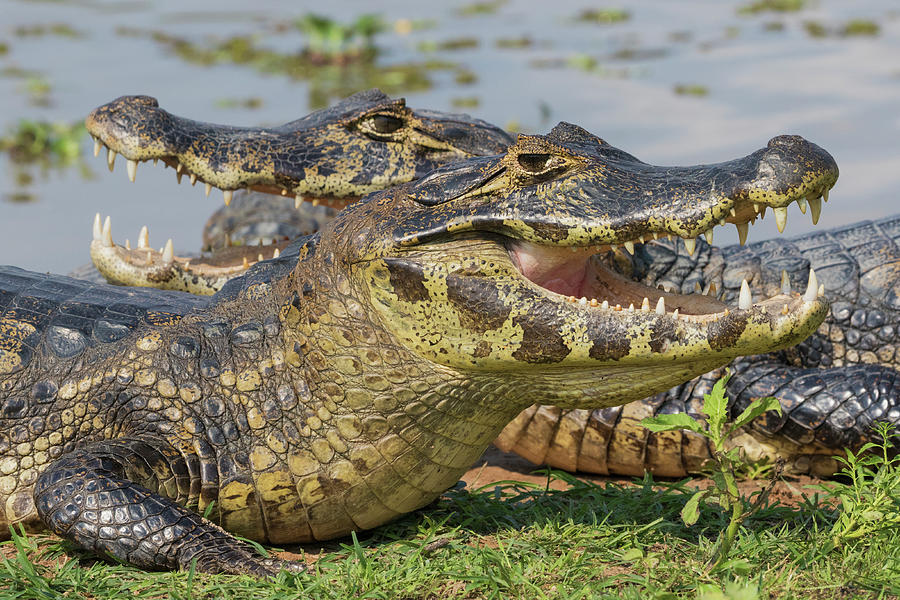 Reptile Photograph - Yacare Caiman basking #1 by Ken Archer