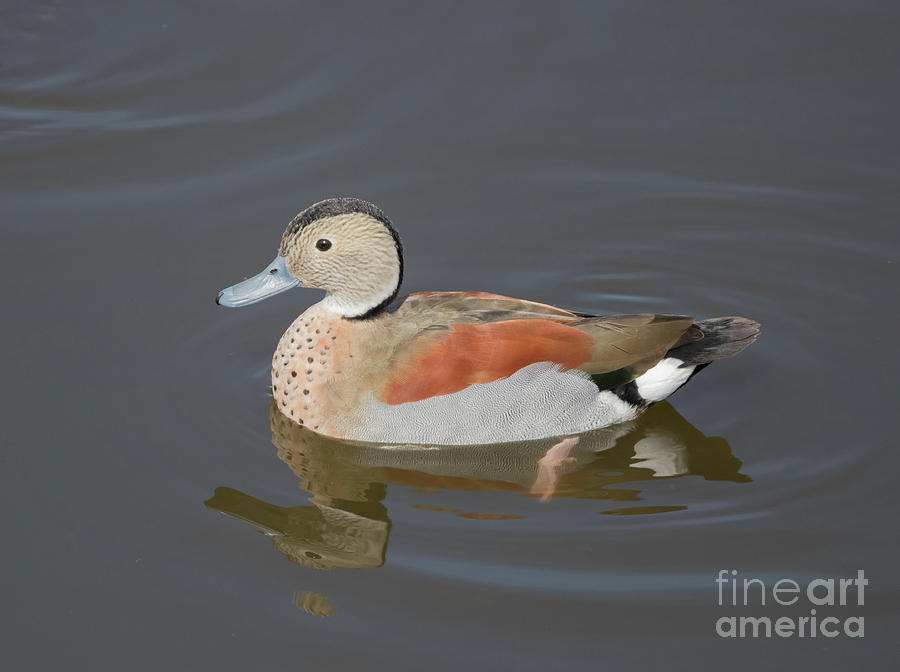 Duck Photograph - Ringed Teal by Eva Lechner