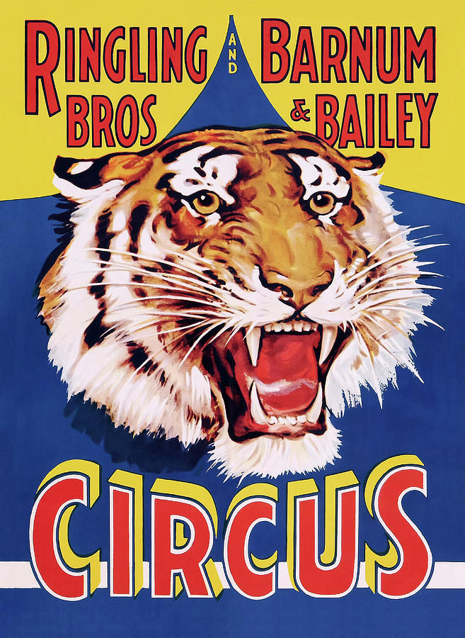 Ringling Classic Circus Tiger C. 1934 Photograph by Daniel Hagerman