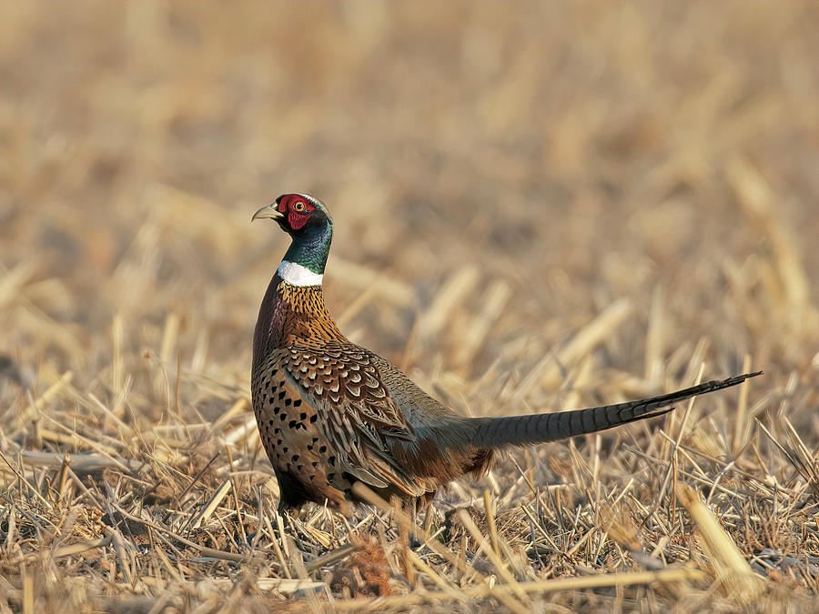 Pheasant Photograph - Ringneck Pheasant Rooster by Gary Langley