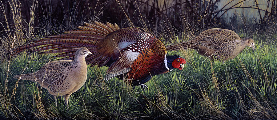 Bird Painting - Ringneck Rendevous by Wilhelm Goebel
