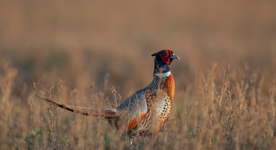 Ringneck Rooster evening light Photograph by Gary Langley
