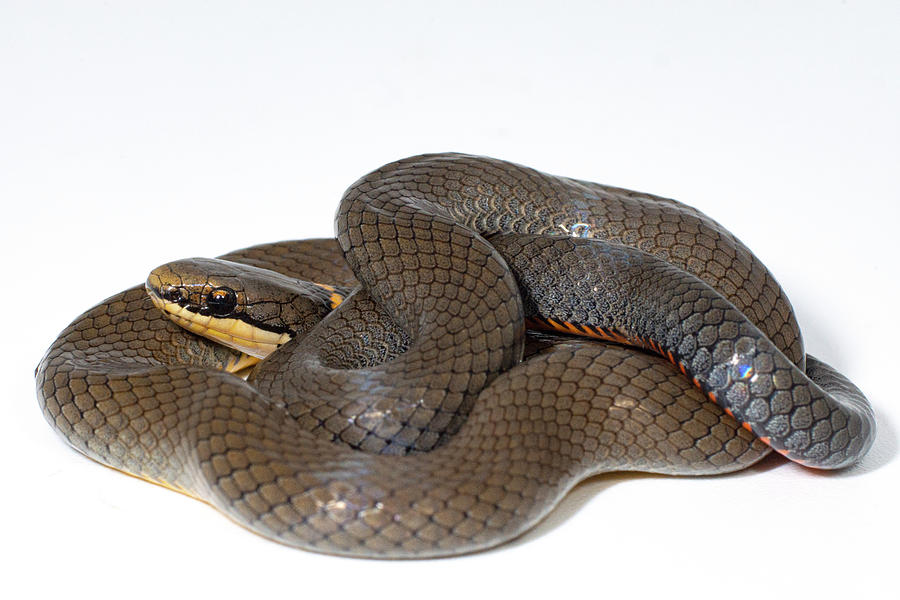 Ringneck Snake Diadophis Punctatus Photograph by Dante Fenolio