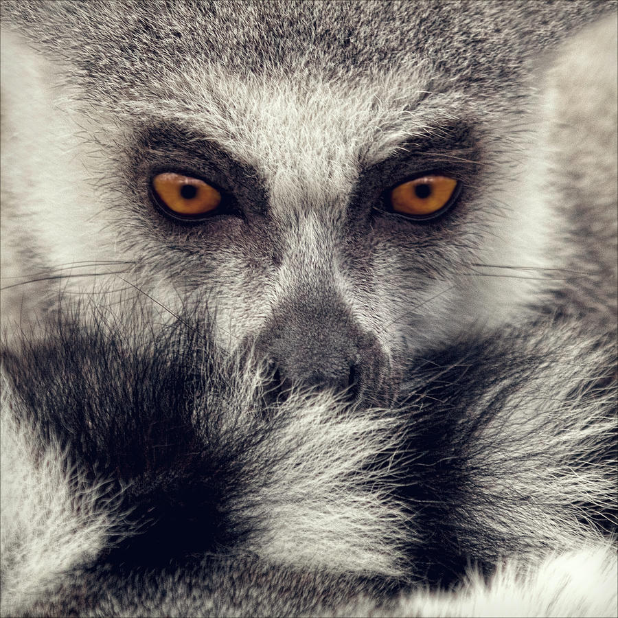 Ringtail Lemur Photograph by Blackcatphotos
