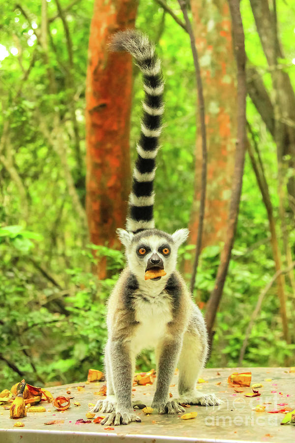 Ringtail Lemur of Madagascar vertical Photograph by Benny Marty
