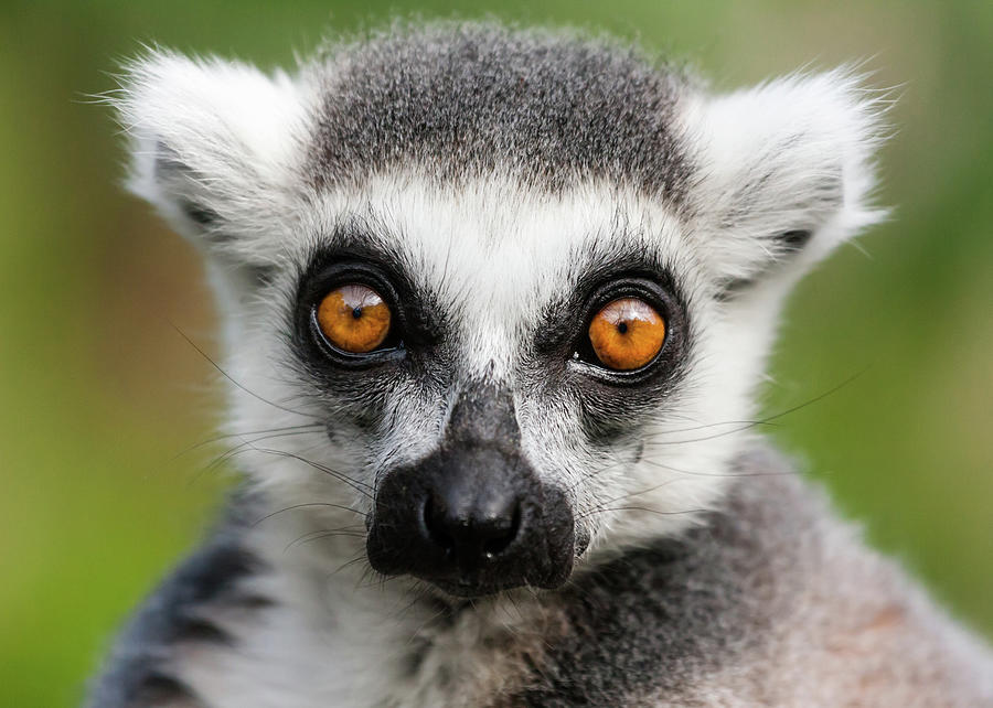 Ringtail Lemur Portrait Photograph by Daugirdas Tomas Racys