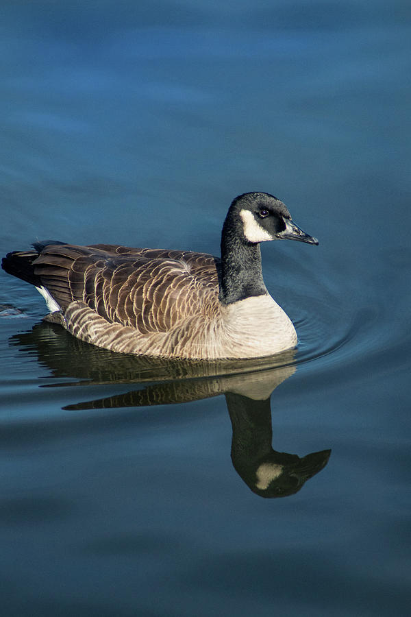Rio Canada Goose Photograph by Don Johnson
