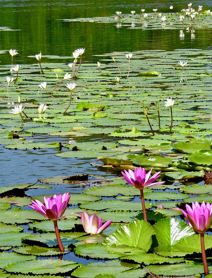 Rio Dulce Water Lilies Photograph by Amelia Racca