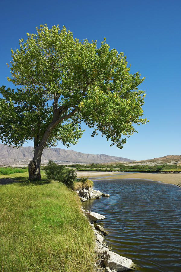 Rio Grande River And Cottonwood Tree El Photograph by Dszc