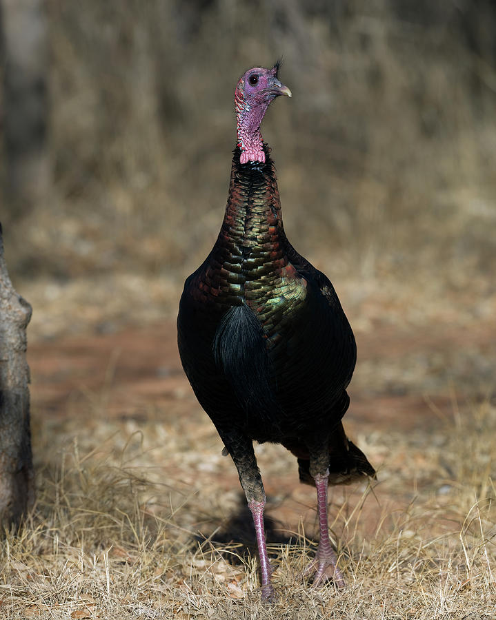 Rio Grande Wild Turkey Photograph By Gary Langley