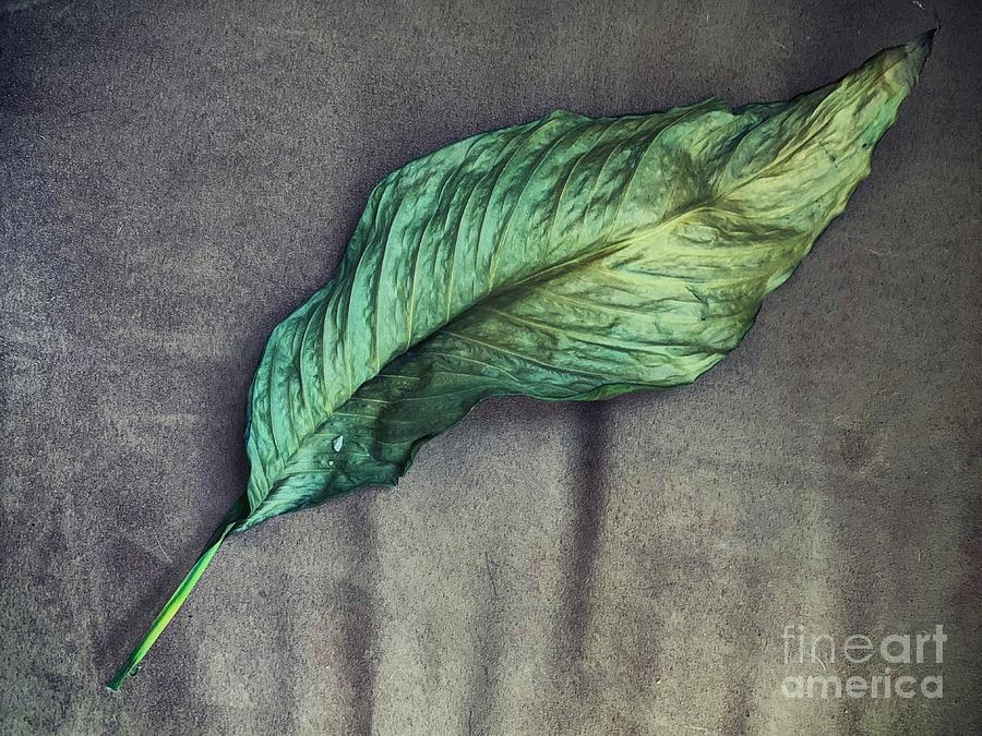 Still Life Photograph - RIP Lily  by HD Connelly