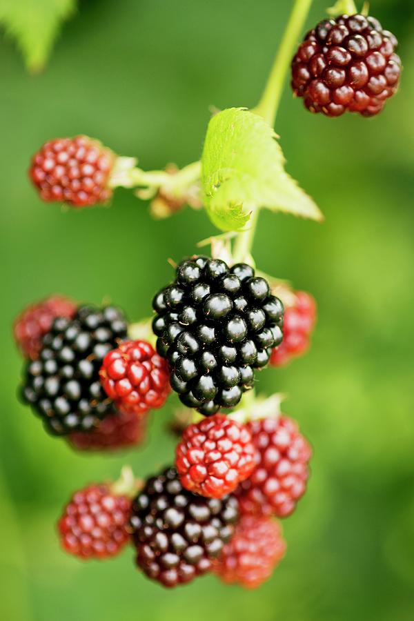 Ripe And Unripe Blackberries On The Bush Photograph by Ewa Rejmer
