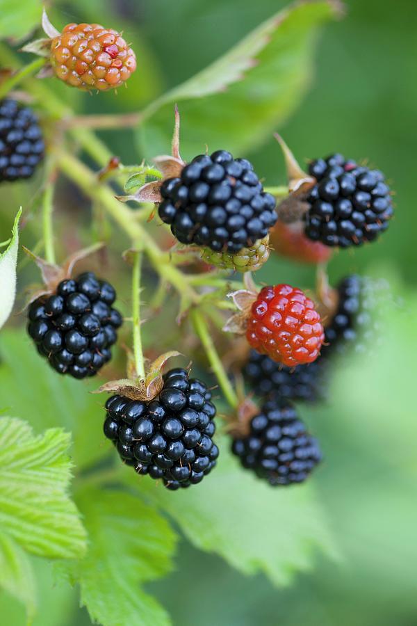 Ripe And Unripe Blackberries On The Bush Photograph by Feig & Feig - Fine  Art America