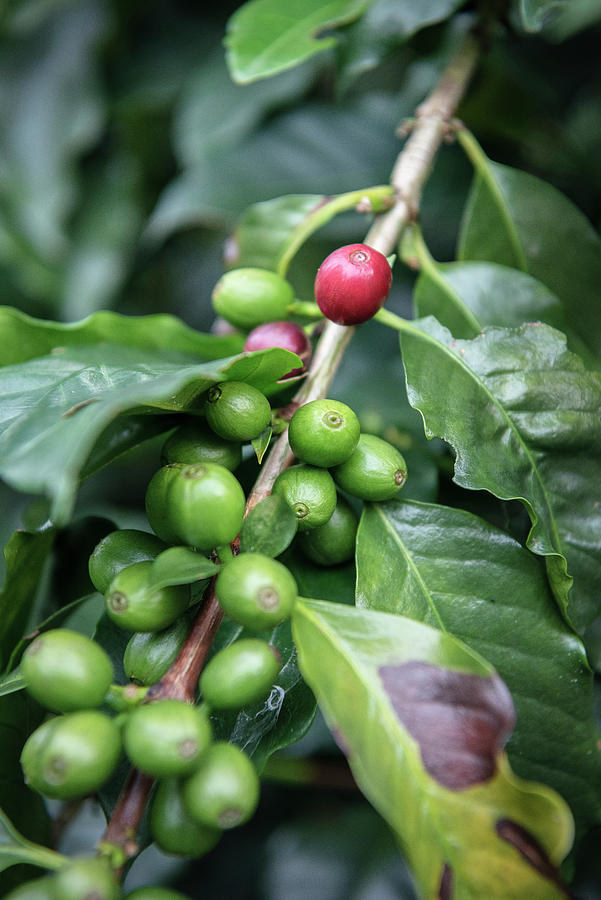 Ripe And Unripe Coffee Beans, Hacienda Venecia Around Manizales, Unesco World Heritage Coffee Triangle, Departmento Caldas, Colombia, Southamerica Photograph by Gnther Bayerl