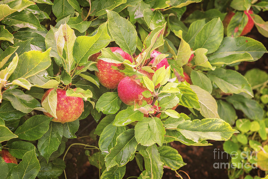 Ripe apple tree Photograph by Sophie McAulay