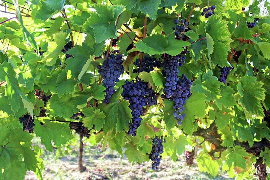 Ripe black grapes Photograph by Martin Smith