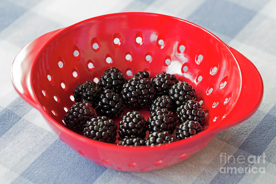 Ripe blackberries in a red dish Photograph by Louise Heusinkveld