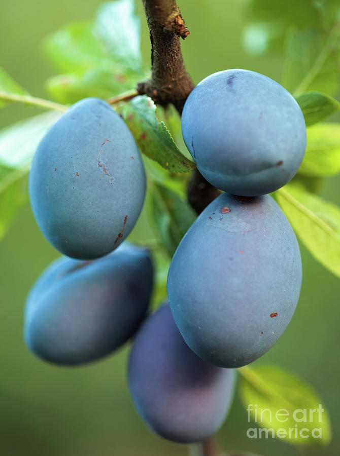 Ripe blue plums in an orchard Photograph by Ragnar Lothbrok