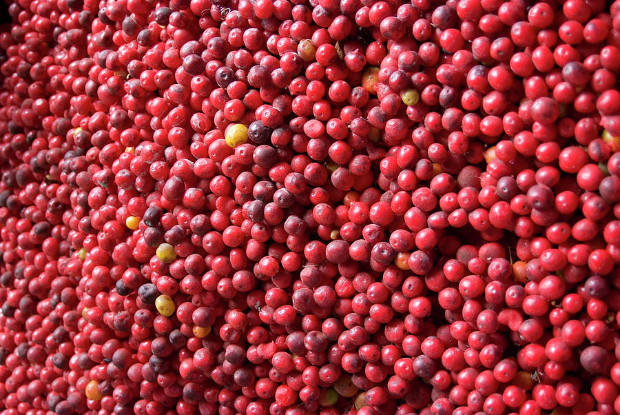 Ripe Coffee Beans, Recuca Coffee Photograph by Ethel Davis / Robertharding Ripe Coffee Beans, Recuca Coffee Photograph by Ethel Davis / Robertharding
