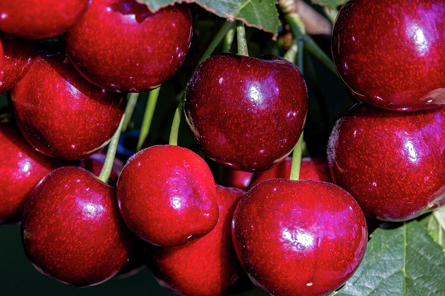 Ripe Flathead Cherries Along Flathead Photograph by Chuck Haney Fine