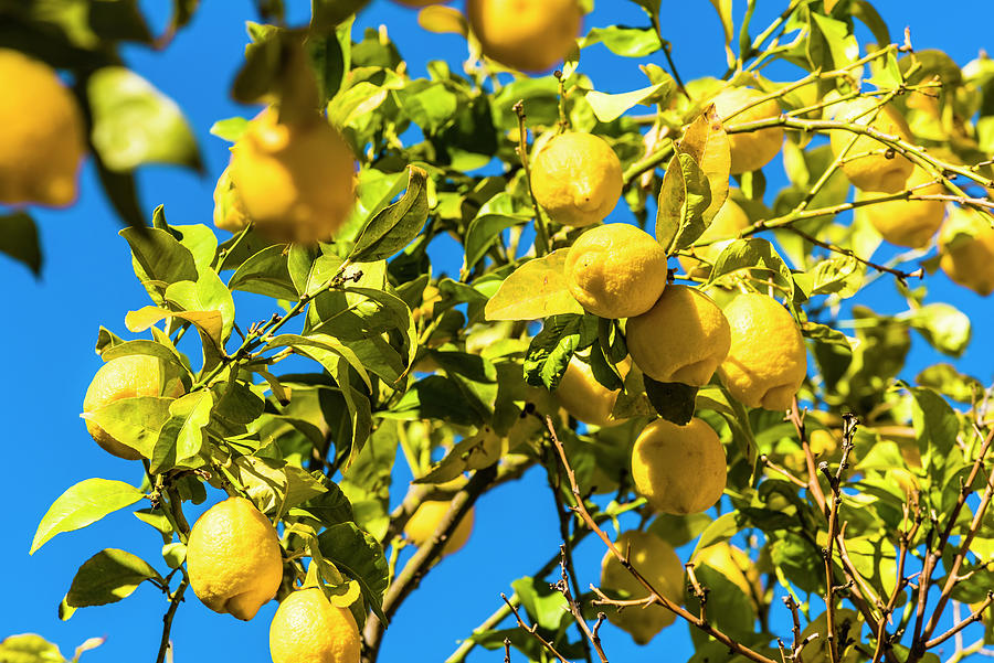 Ripe Fruits At A Lemon Tree As A Colour Contrast To The Blue Sky, Valldemossa, Mallorca, Spain Photograph by Helge Bias