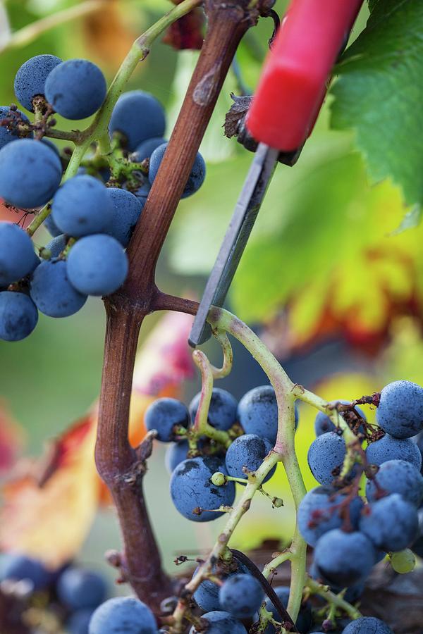 Ripe Grapes Being But From A Vine Photograph by Carine Lutt