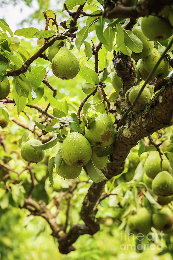 Ripe green garden pears Photograph by Sophie McAulay