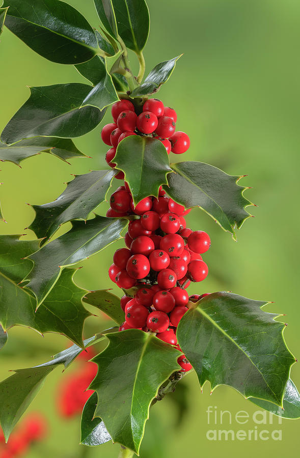 Ripe Holly Berries In Late Autumn Hedgerow Photograph by Bob Gibbons/science Photo Library