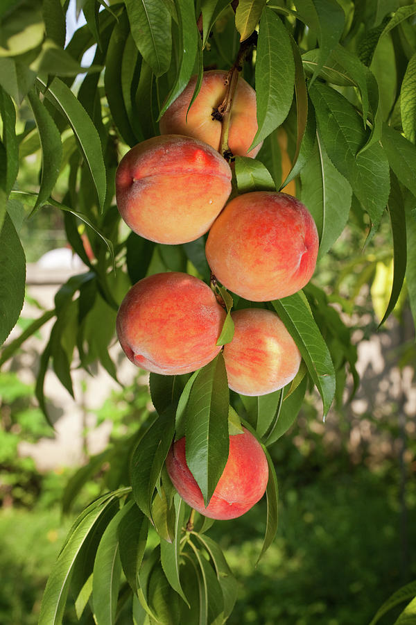 Ripe Juicy Red Peaches Photograph by Mixmike