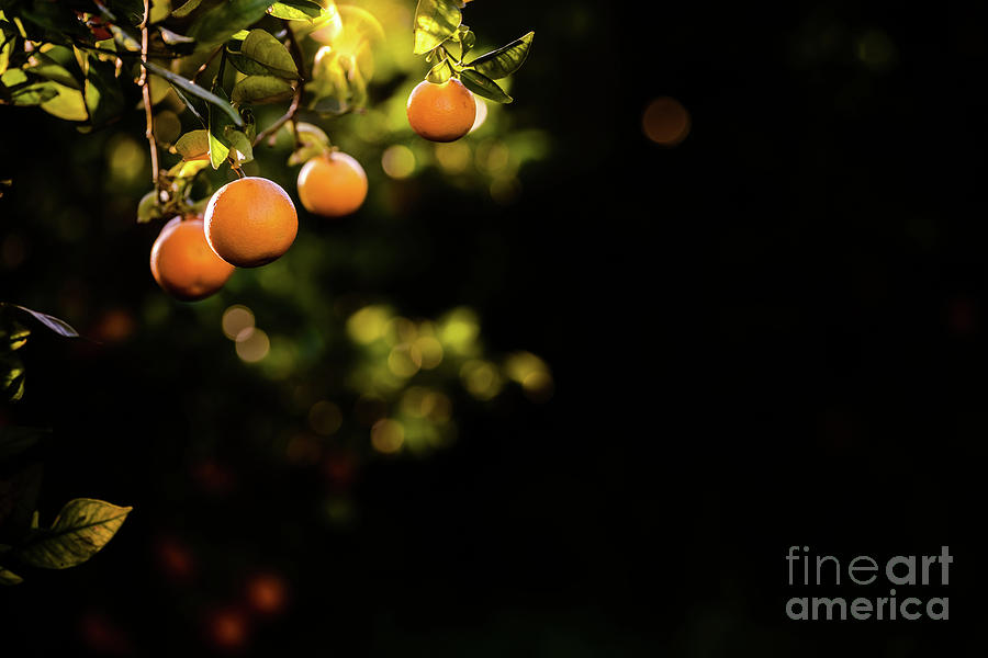 Ripe oranges loaded with vitamins hung from the orange tree in a plantation at sunset with sunbeams in the background in spring. Photograph by Joaquin Corbalan